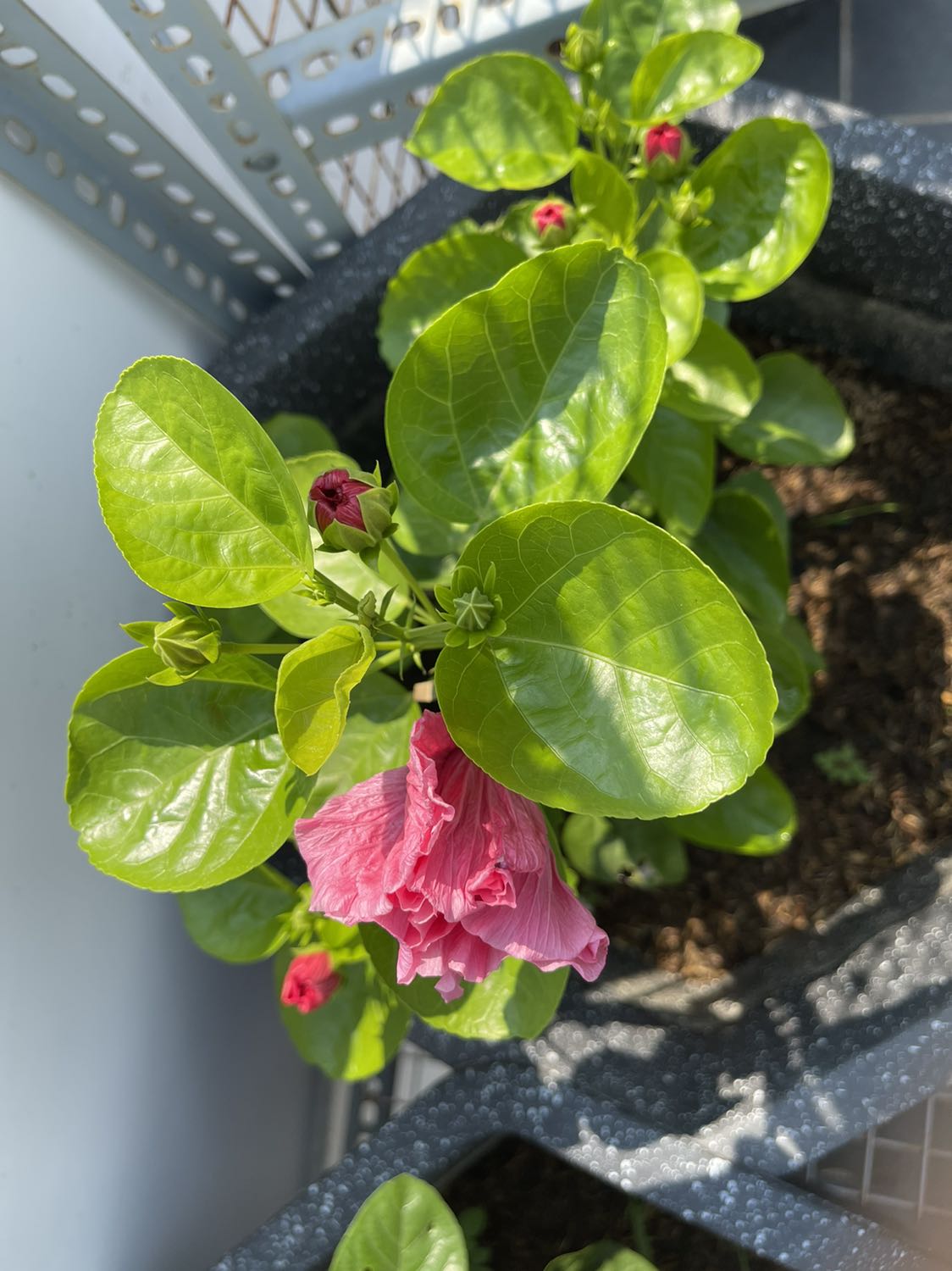 Tạm ổn, giao nhanh, không bị bể bầu đất, trồng 1 thời gian xem sao