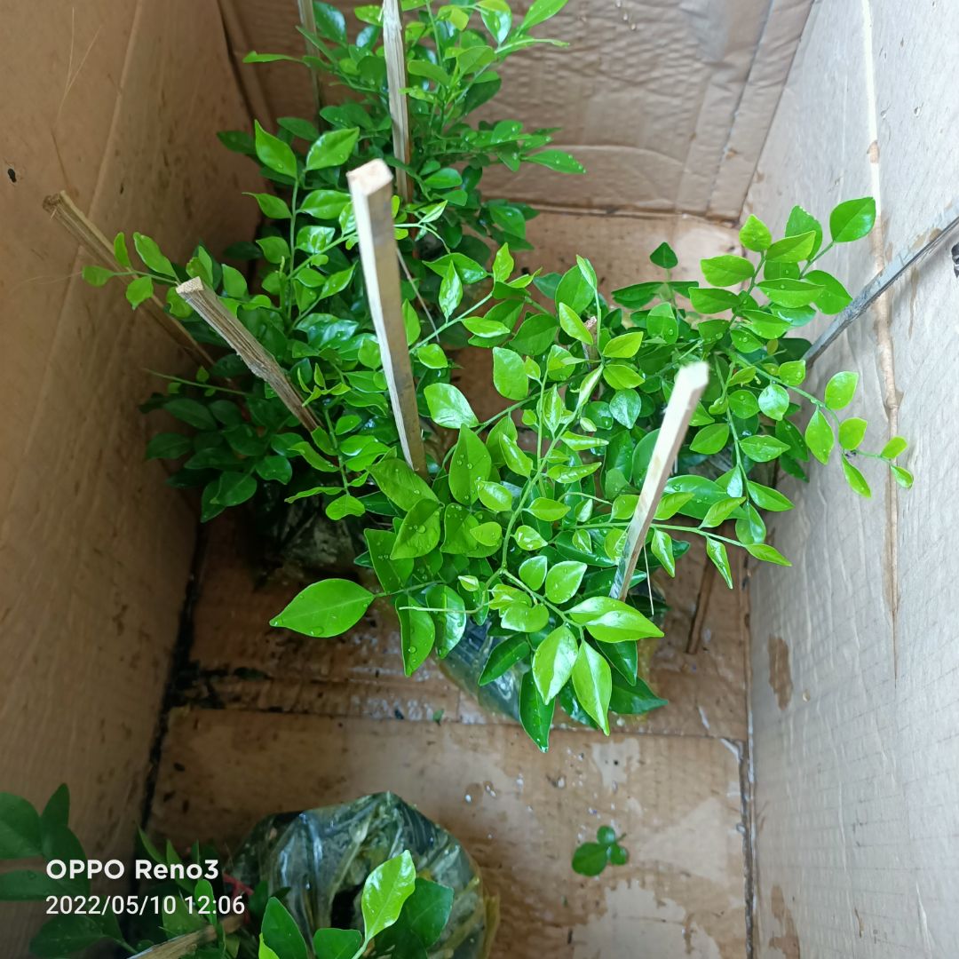 Thực tế, cây chỉ cao 15- 20cm, chứ ko như quảng cáo cao 40cm.