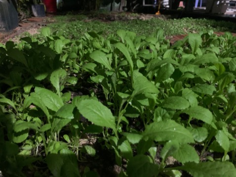 Giao nhanh , đúng miêu tả !