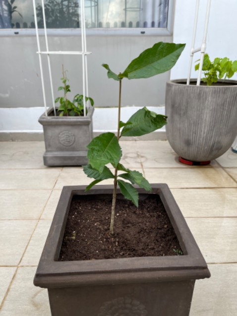 Đặt hôm trước hôm sau có hàng, giao nhanh, cây tạm được so với giá tiền, tks shop !