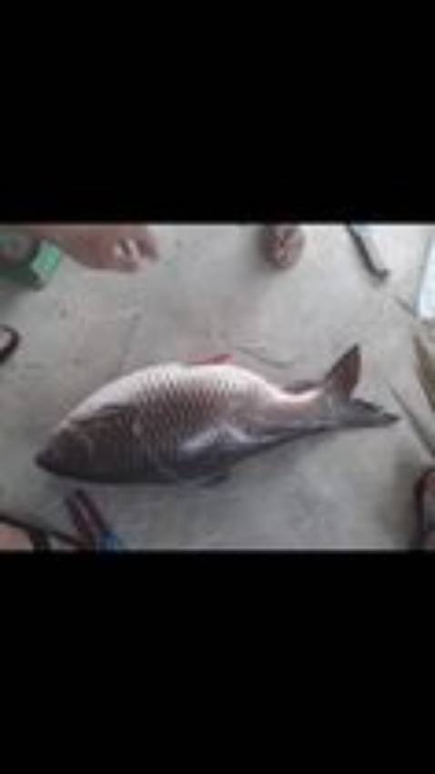 Giao hàng nhanh. Hàng nhìn cũng chắc chắn. Chưa câu nên chưa biết. Hình ảnh mang tính chất minh hoạt