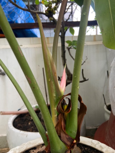 Rất ngon. Mình đã mua lại lần 2
Tiki gói cẩn thận. Giao hàng nhanh Ok