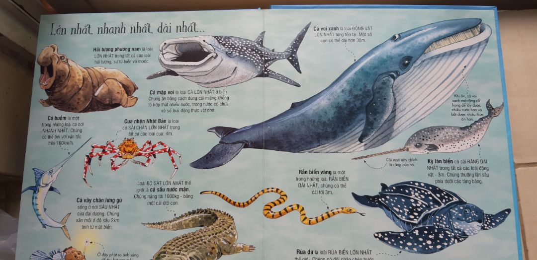 mình đã mua rất nhiều sách tương tác big book sách khổng lồ, hàng ngày con mình đều lấy sách ra đọc. Xem các nhận xét mình quyết định mua thêm quyển về các loại động vật biển, mở sách ra rất thất vọng, hình vẽ những con cá như quái vật hung dữ xấu xí, ko phù hợp các bé dưới 5 tuổi.
