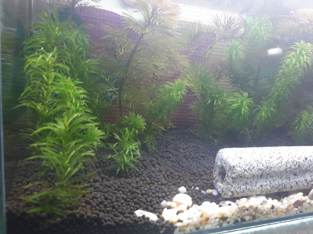 Giao hàng trong mùa dịch rất nhanh. Mua lúc có voucher giảm giá được giá ngon. Lúc mới mua nệm nghe mùi cao su nhưng nằm khoảng 4-5 ngày là hết hẳn. Nằm êm lắm ạ. Mới dùng nệm cao su lần đầu nên ko biết so vs các hãng khác ntn.