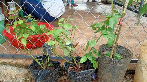 Cây đẹp rất ok cảm ơn shop ạ