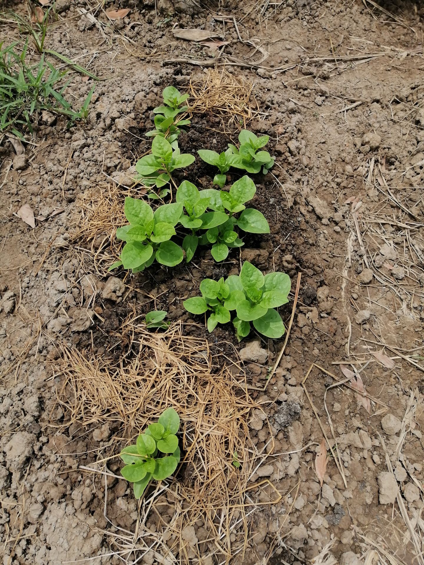 Hạt nảy mầm khỏe.
