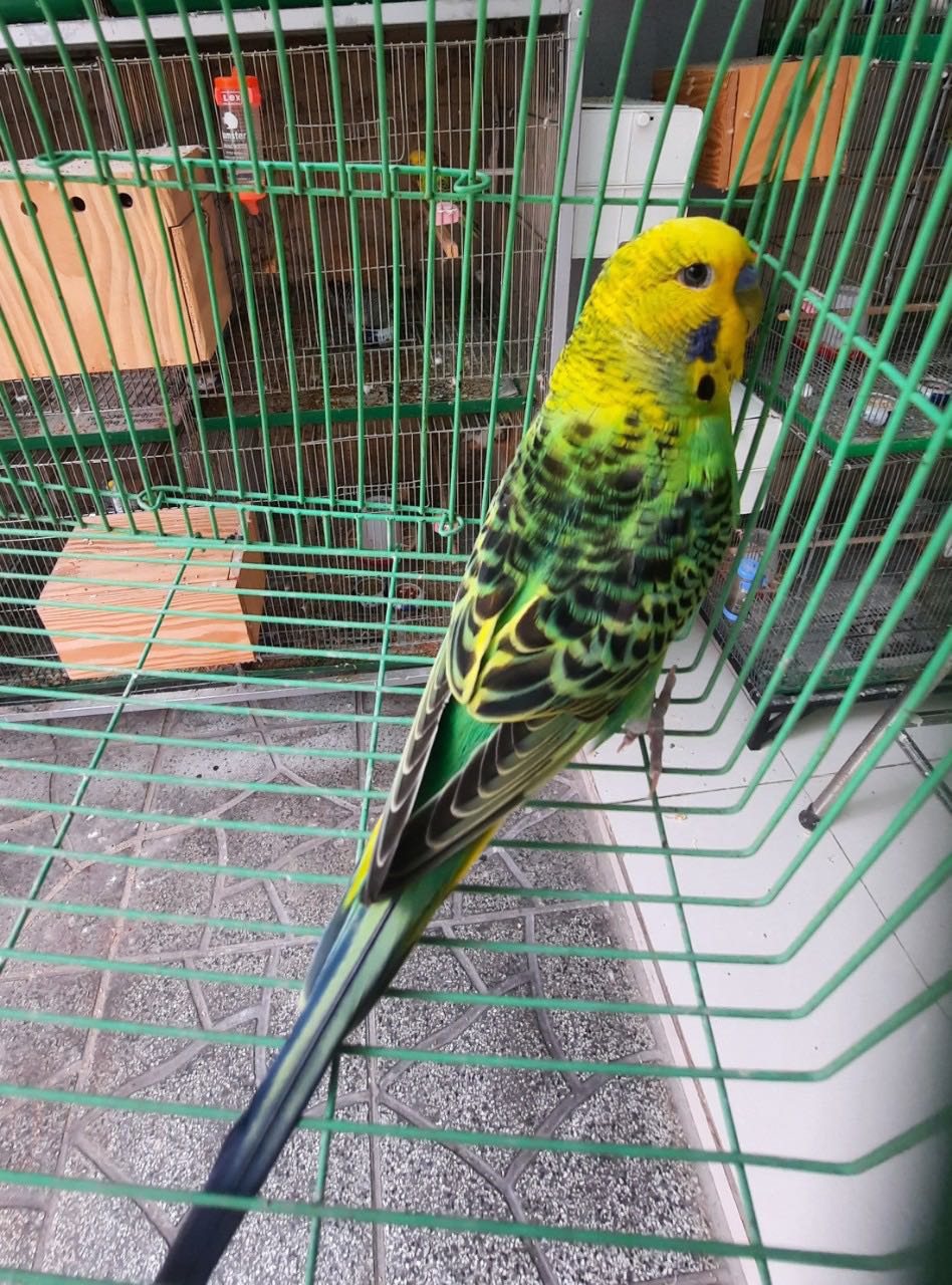 Chất bình thường ko được mượt và đẹp như mong đợi và giá Chất bình thường ko được mượt và đẹp như mong đợi và giá