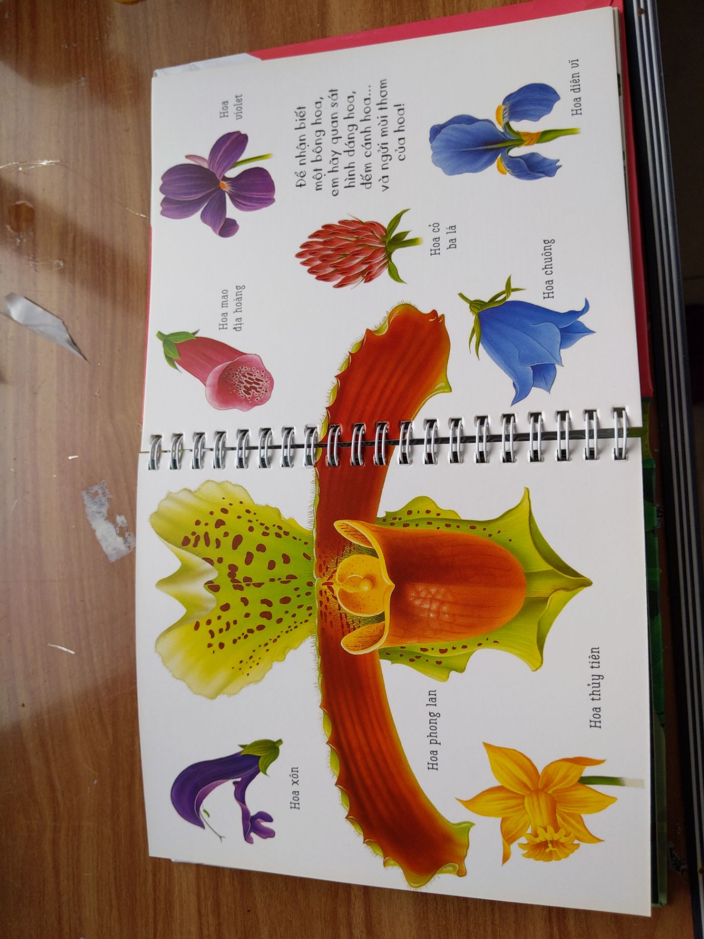 Sách bị thiếu 5 trang plastic ở bên trong (hình đính kèm). Giữa các trang này luôn luôn có trang plastic. Đề nghị liên hệ đổi trả.