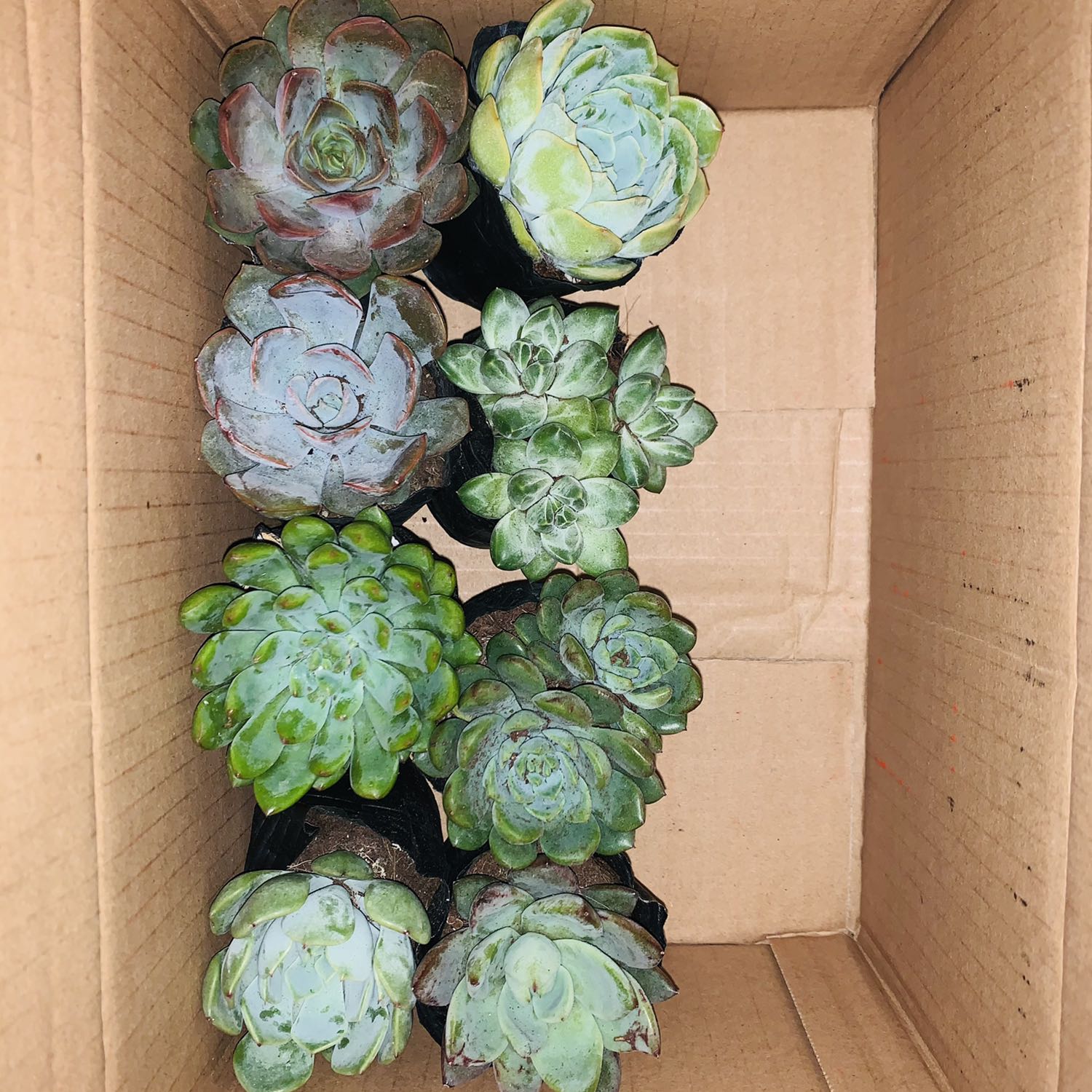 Cám ơn vì đã giao cho mình nhanh và gói hàng kỹ. Sp chất lượng. Và shipper nhiệt tình. Giá rẻ và ưu đãi cao hơn những sàn khác

Cám ơn vì đã bán cho tôi một sản phẩm chất lượng với giá thành hợp lý. Với nhân viên giao hàng tuyệt vời và thời gian giao hàng nhanh chóng