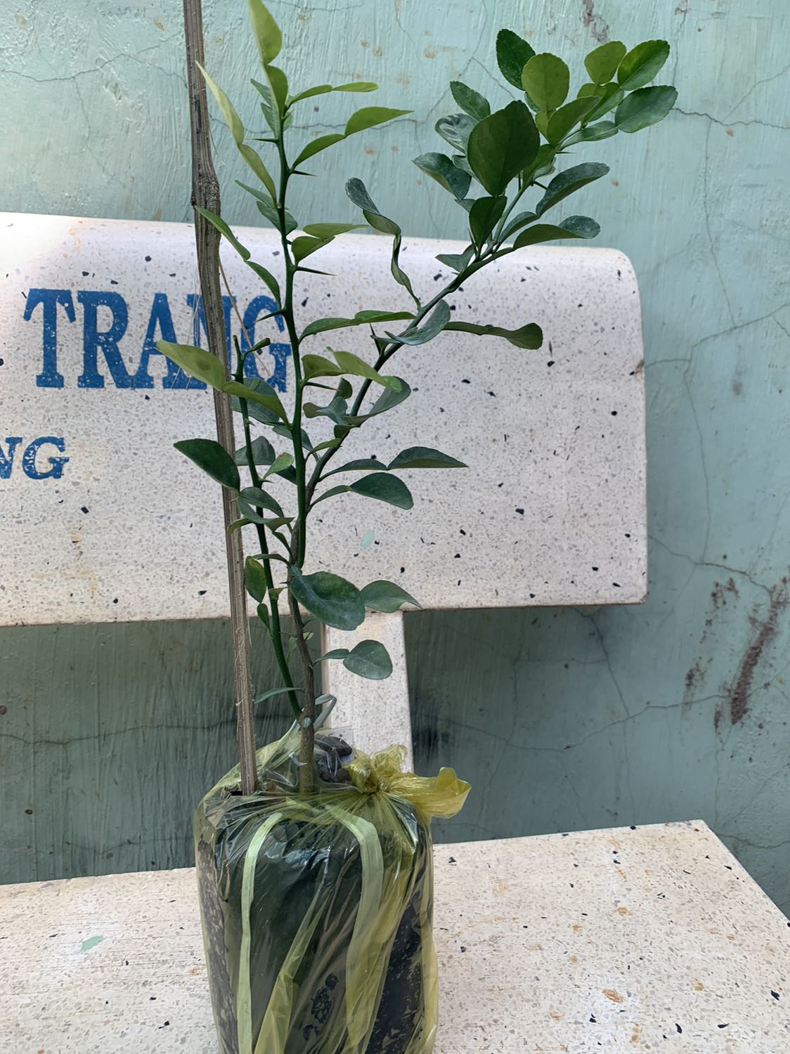 Cây đẹp. Xanh mướt. Hơi nhỏ. Nhưng tiền nào của nấy à