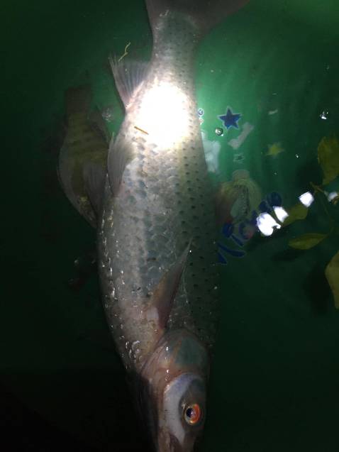 Sản phẩm ok nha , cần chắc chắn đẹp như quản cáo