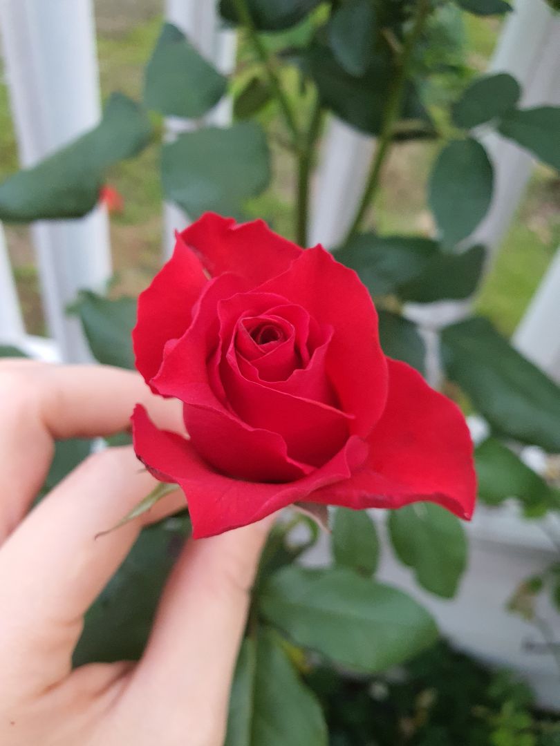 mấy năm rồi vẫn chỉ dùng 1 loại nrc của layer clean. hương quế thơm mùi tự nhiên. rất hài lòng mấy năm rồi vẫn chỉ dùng 1 loại nrc của layer clean. hương quế thơm mùi tự nhiên. rất hài lòng