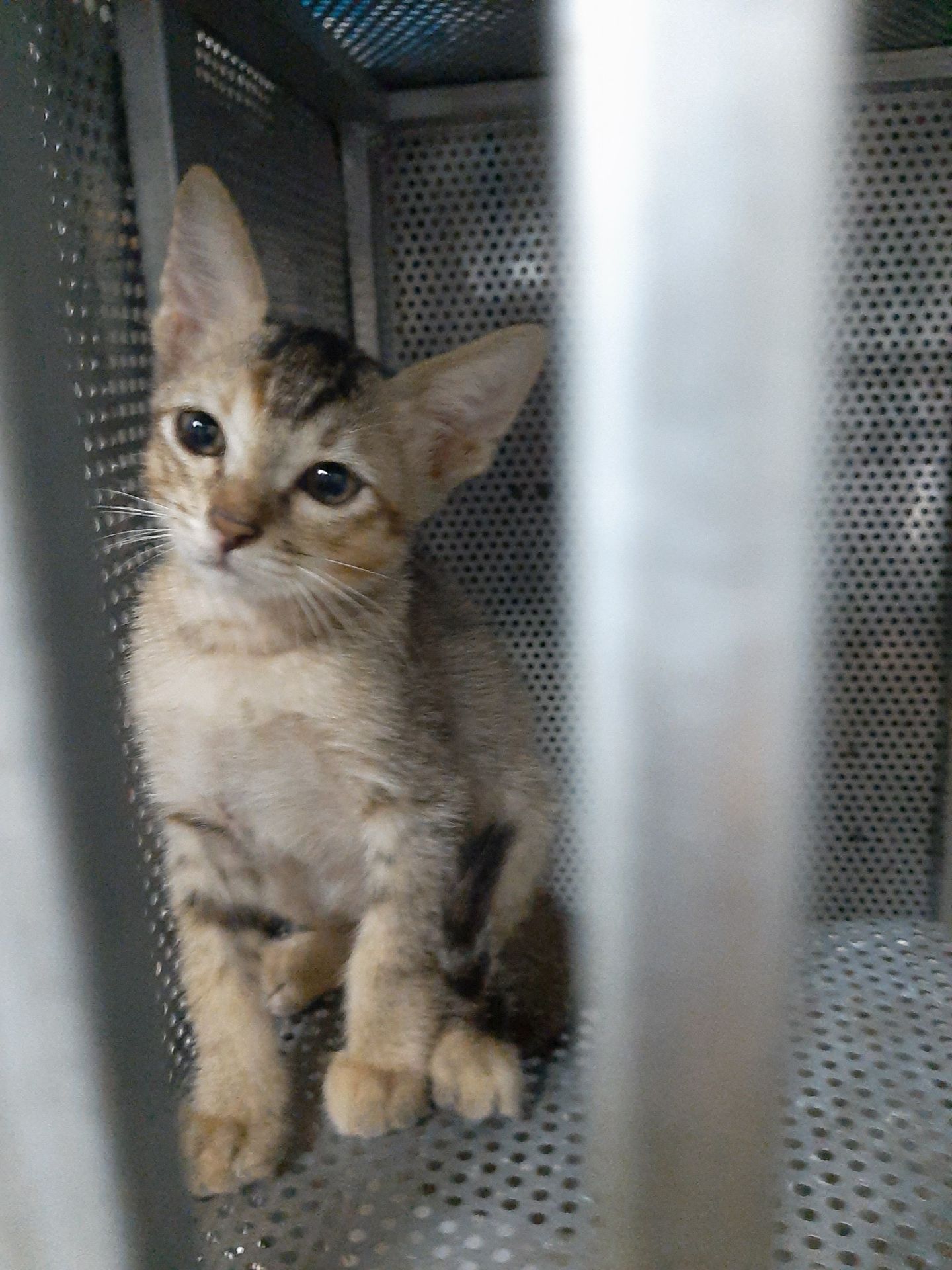 hsd xa tới 2023 lận, đóng gói kĩ. nhưng nay tiki giao hàng hơi lâu đặt 30/9 mà tới 23/10 hàng mới đc đóng gói, 2 bữa sau mình nhận đc hàng. mình cũng thông cảm vì khó khăn sau covid nên vẫn đánh giá 5 sao hsd xa tới 2023 lận, đóng gói kĩ. nhưng nay tiki giao hàng hơi lâu đặt 30/9 mà tới 23/10 hàng mới đc đóng gói, 2 bữa sau mình nhận đc hàng. mình cũng thông cảm vì khó khăn sau covid nên vẫn đánh giá 5 sao