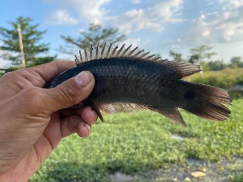 Sản phẩm ok đúng với ihinh ns chung là ổn hfsrtgcrrrfvyu7ffgyug