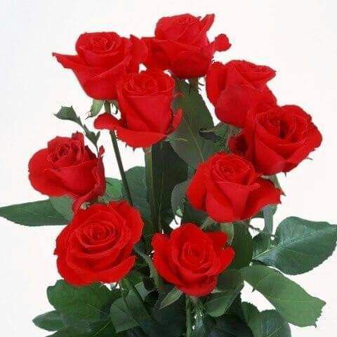 ăn giống kẹo thối ăn giống kẹo thối