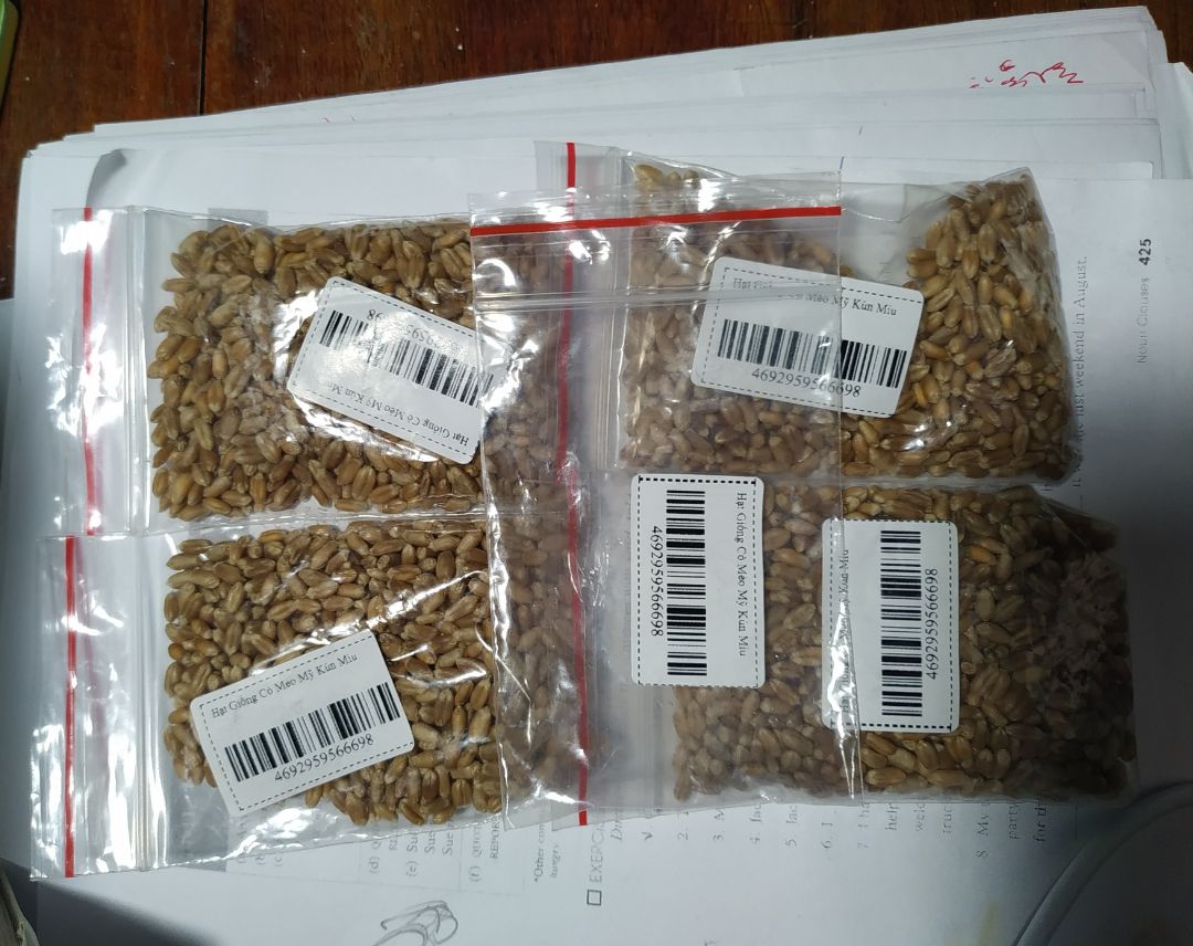 Mình vừa mua 5 gói xong. thấy nhiều mầm mà, có thấy ít mầm như các bạn nói đâu.Nhưng ngâm nước được 24h rồi vẫn chưa thấy có j chuyển biến.