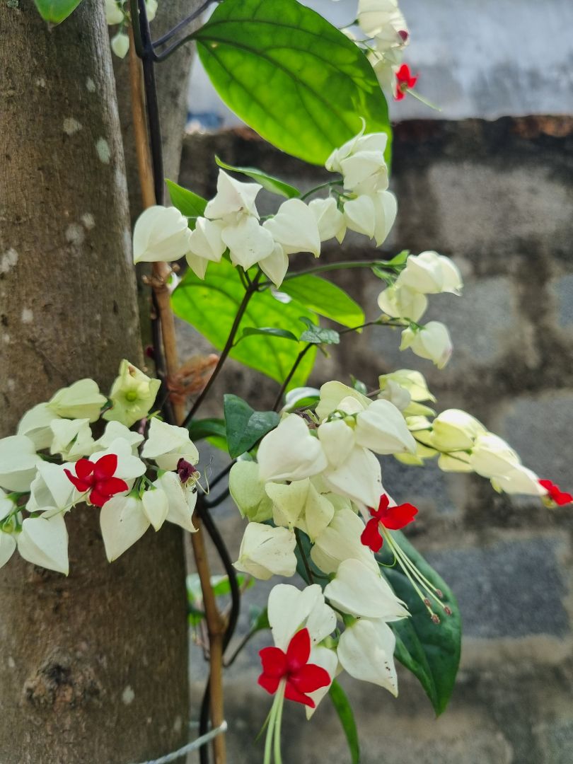 shop giao hàng nhanh, mình mua để ở nhà bố mẹ trồng! chờ thành quả nào! hình ảnh chỉ là cây trong vườn nhà mình thôi nè!