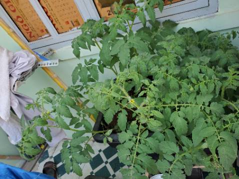 Xe chạy khỏe và êm. Bé thích chơi Xe chạy khỏe và êm. Bé thích chơi