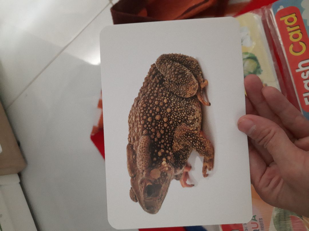 Rất thích. chất lượng giấy tốt, màu sắc và hình ảnh rất sinh động, giống thực tế. kích thước gần bằng giấy a5, cầm vừa tay. bẻ kiểu con mình thì chỉ bị cong chứ ko gấp gãy.