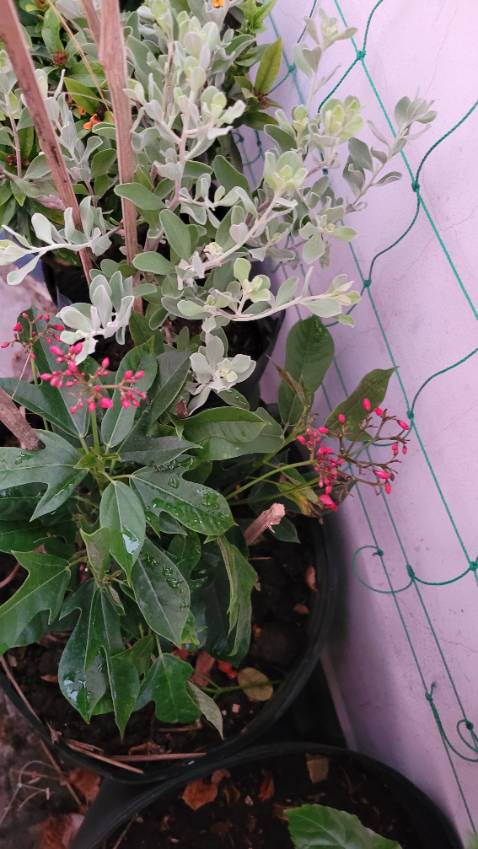 Ổn,cây cao khoảng 30cm,nhỏ chấp nhận được với giá 28k