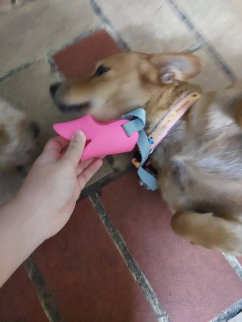 Quá nhỏ, các bạn nuôi *** cỏ, *** lai nên cân nhắc, *** mình 2 đứa lai poddle, 1 đứa *** cỏ bình thường mua chỗ kia size M chừng 10kg đổ lại đều mang vừa, đằng này shop giao đến 2 cái size M & 1 cái size S nhỏ xíu xiu, phần silicone để cố định mõm *** đút vào còn ko vừa nói chi đến dây. Cả con nhỏ nhất nhà mình còn ko mang vừa cái size M nữa nói chi đến 2 đứa lớn hơn 1 chút.