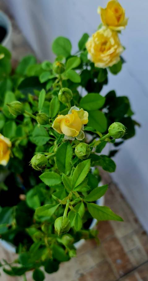 Kiến thức bổ ích, hình ảnh đẹp. Phù hợp với trẻ tiểu học, người lớn có thể tham khảo🥰