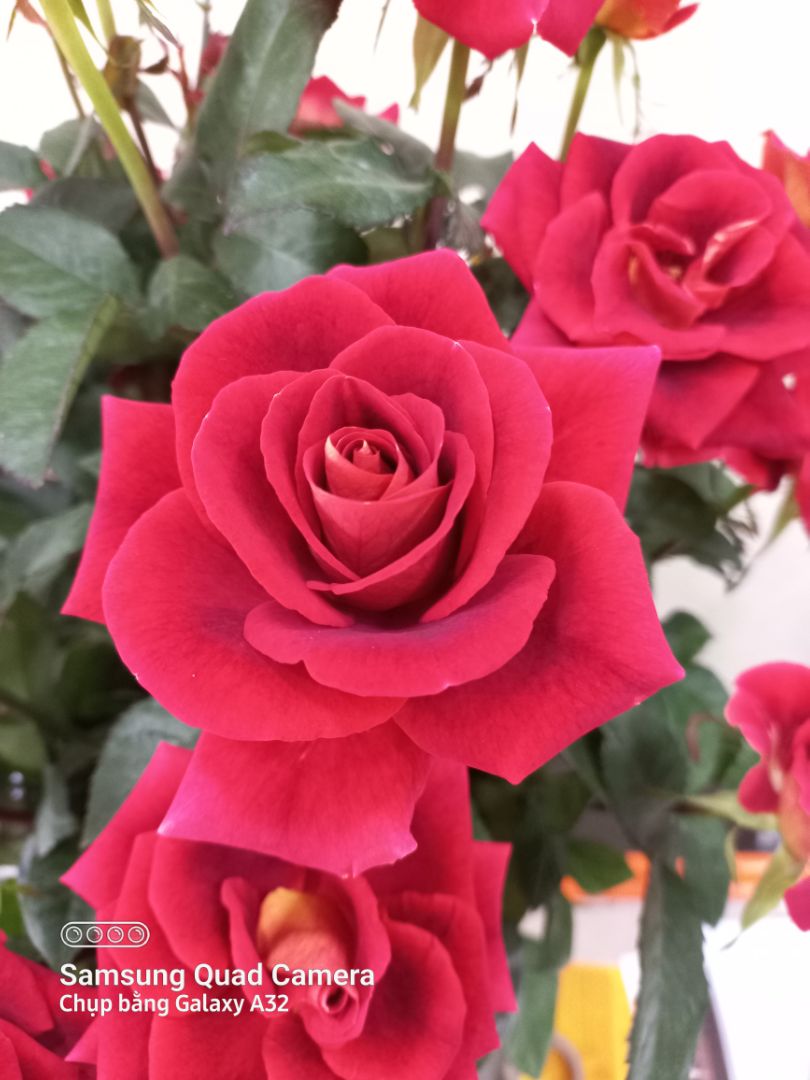 Tiếc là không biết đến chiếc kéo này sớm hơn.
hàng HQ xịn xò mà rẻ quá. cảm ơn shop nha