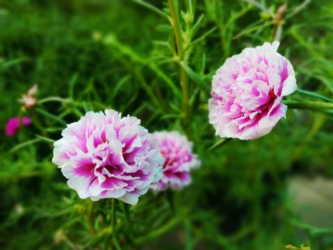 Sản phẩm túi chườm giữ nhiệt dễ dùng ạ !!!