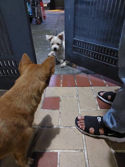 Quá nhỏ, các bạn nuôi *** cỏ, *** lai nên cân nhắc, *** mình 2 đứa lai poddle, 1 đứa *** cỏ bình thường mua chỗ kia size M chừng 10kg đổ lại đều mang vừa, đằng này shop giao đến 2 cái size M & 1 cái size S nhỏ xíu xiu, phần silicone để cố định mõm *** đút vào còn ko vừa nói chi đến dây. Cả con nhỏ nhất nhà mình còn ko mang vừa cái size M nữa nói chi đến 2 đứa lớn hơn 1 chút.