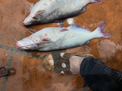 đẹp , giao nhanh, rất đẹp hàng gói cẩn thận