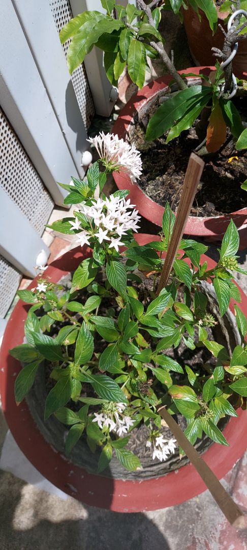 Mua màu tím, hoa màu hồng😒