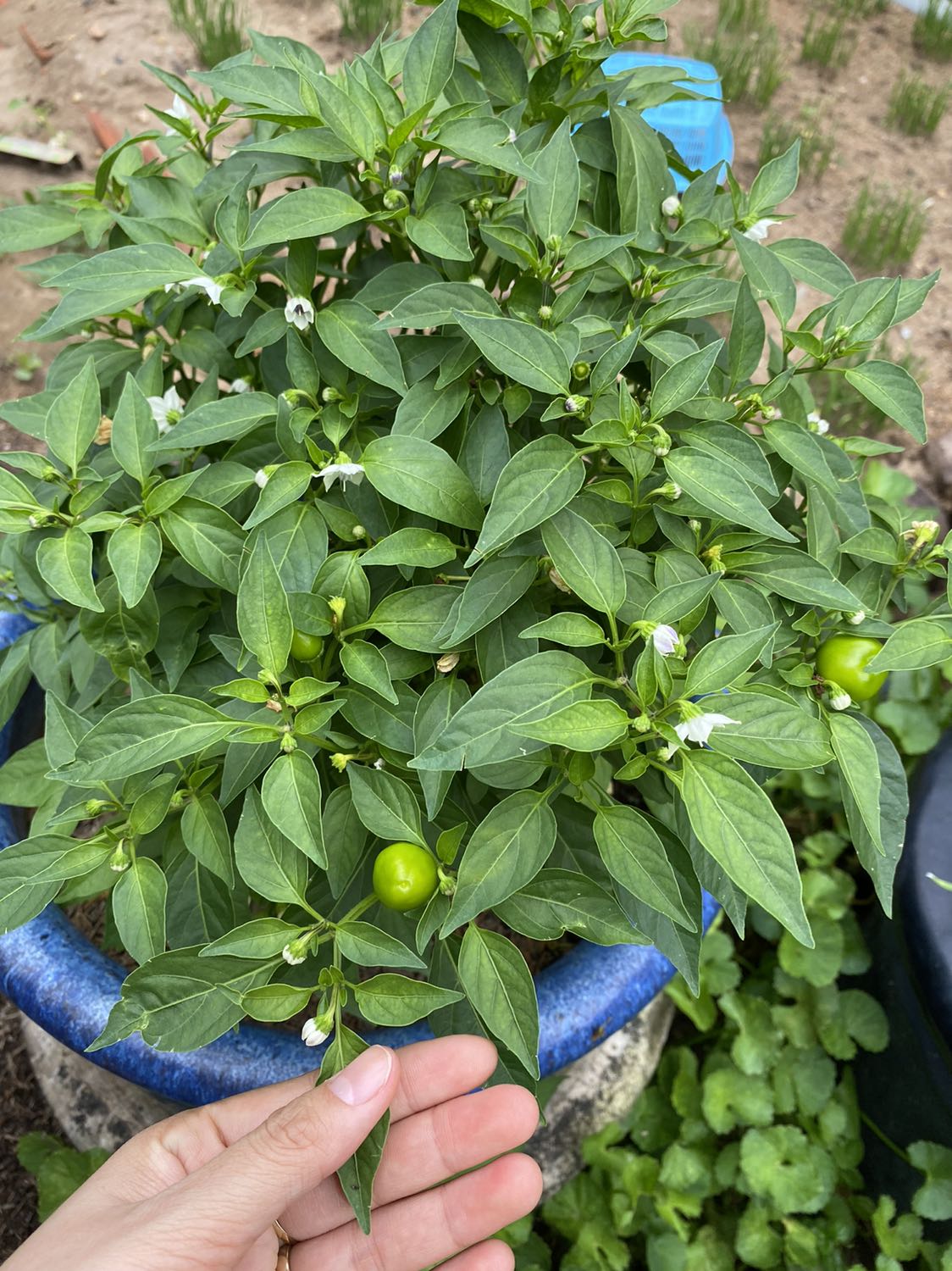 Anh shiper cực kì nhiệt tình luôn. hàng tốt, giá ok nữa, 5 sao liền cho shop nha. Bình thuỷ xài tiện lợi, nên mua