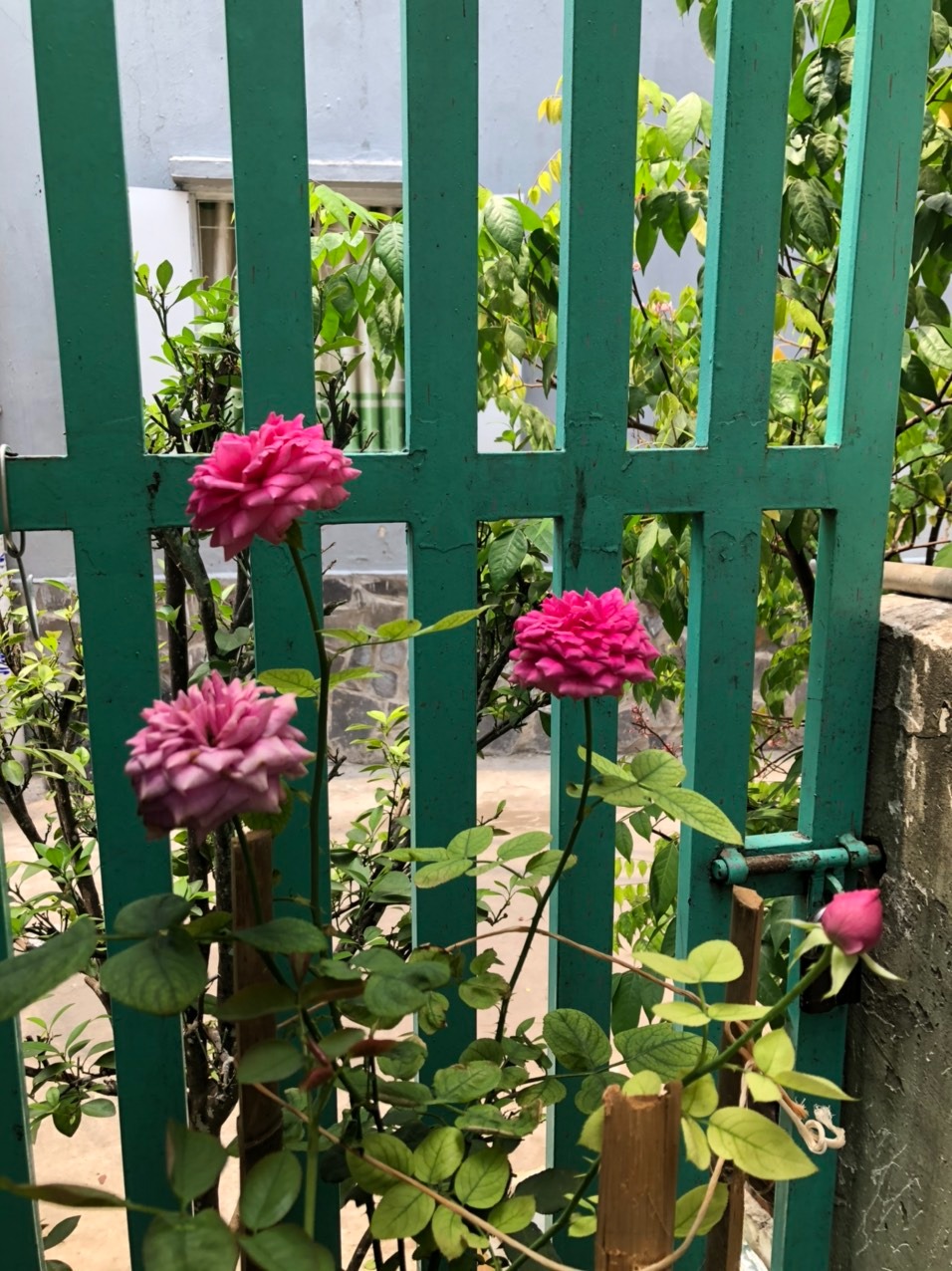 Mình dùng theo chỉ dẫn liều lượng như trong hướng dẫn, nhưng lá hồng vẫn vàng như cũ