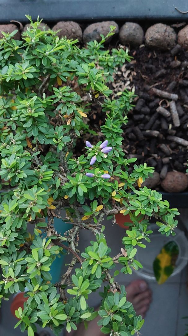 Cây sống khỏe, trồng mới 2 tuần mà ra hoa đẹp ghê