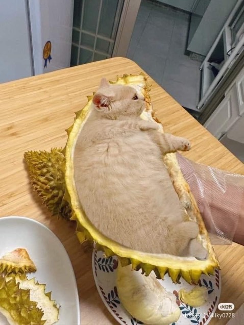 Giao hàng nhanh, đóng gói cẩn thận. Giao xa nhưng rất chu đáo. Sản phẩm vẫn chưa dùng nên chưa thể đánh giá nhưng cho 5 sao vì bên ship làm việc nhanh lẹ