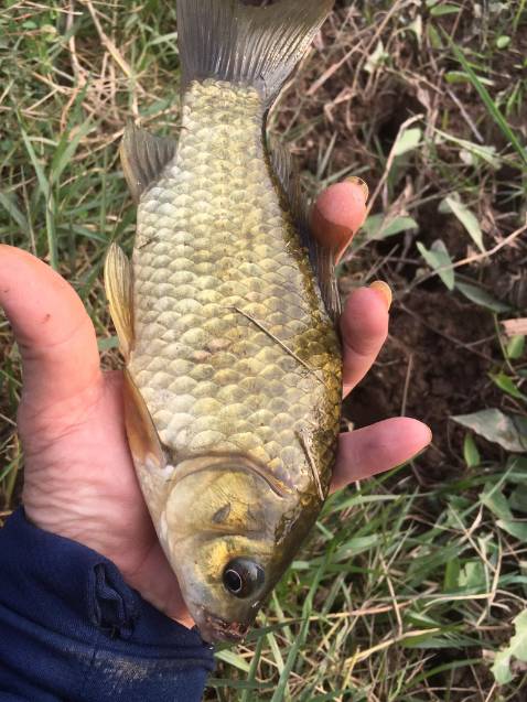 Tôi đã mua thêm 3 cây nữa của shop rồi.haha Đánh giá 5 sao