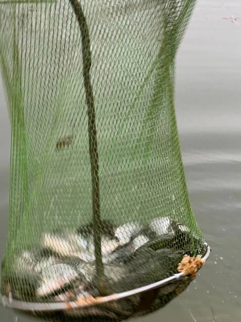 giống vd mô tả hàng đẹp chất kuonwgj đánh giá 5 sao