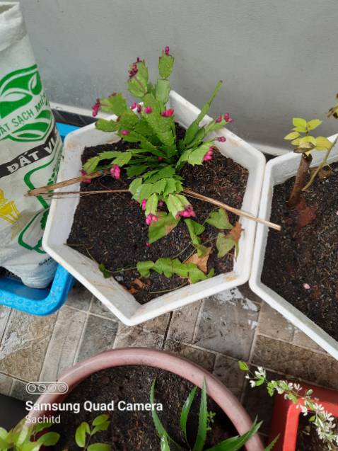 sản phẩm như hình