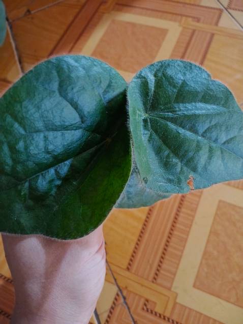 Luỡi dao bén , xay gạo ra bột cho be an dặm tiẻn lơi . Lan 1 ngâm gạo roi dem rang dem xay , cho chua tới 75g đếm 11 giây thì gạo gần như mịn khi rây . Lần 2 thử gạo chua ngâm  đếm tới 11giây độ nhuyễn khong bằng . Xay it it cho bé ăn thì thay ổn khong biet duoc bao lau