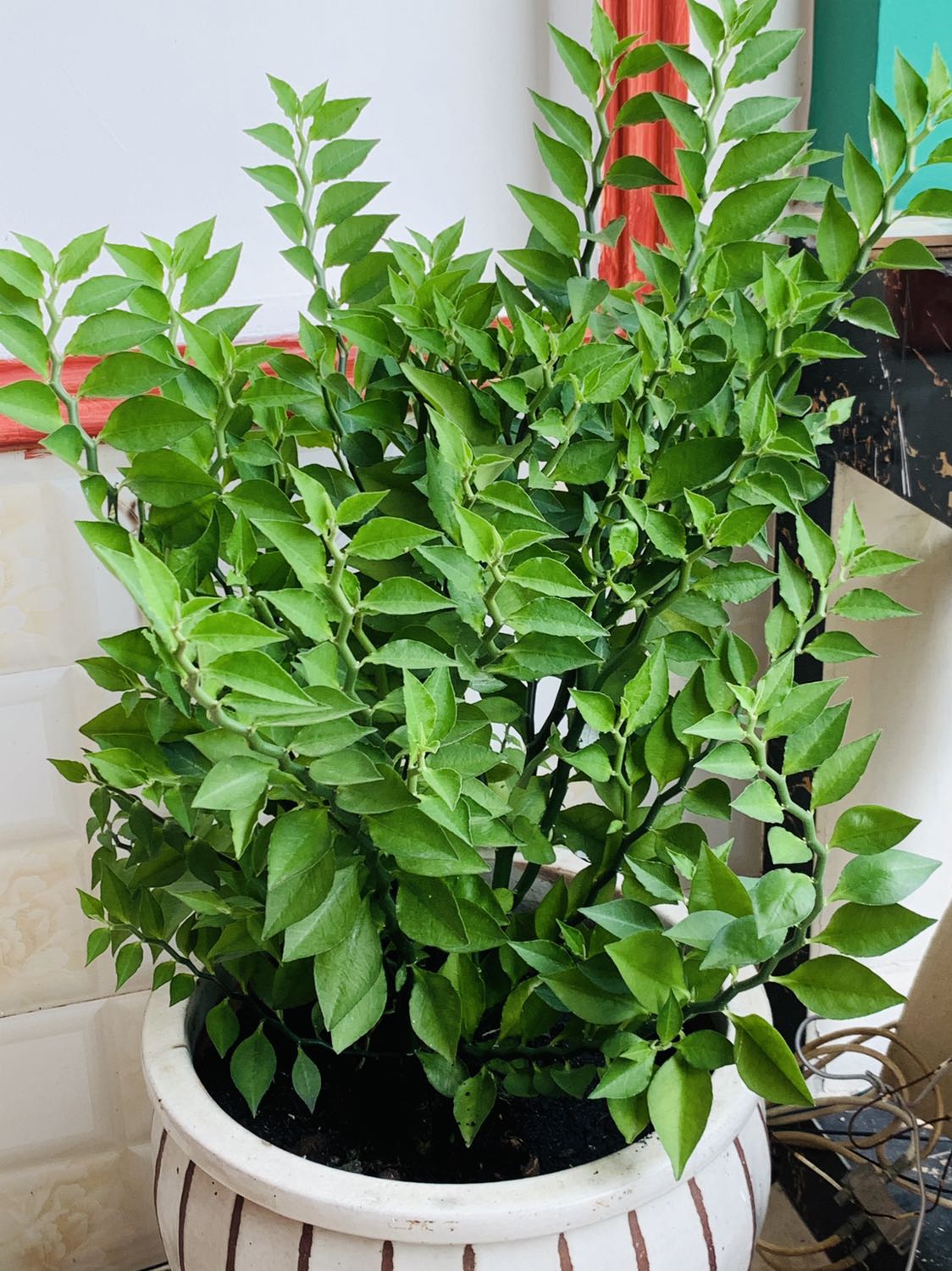 Nồi hấp đẹp dày dặn chưa xài chưa biết chất lượng hy vọng tốt . Hình ảnh cho ngày mới tốt đẹp hơn