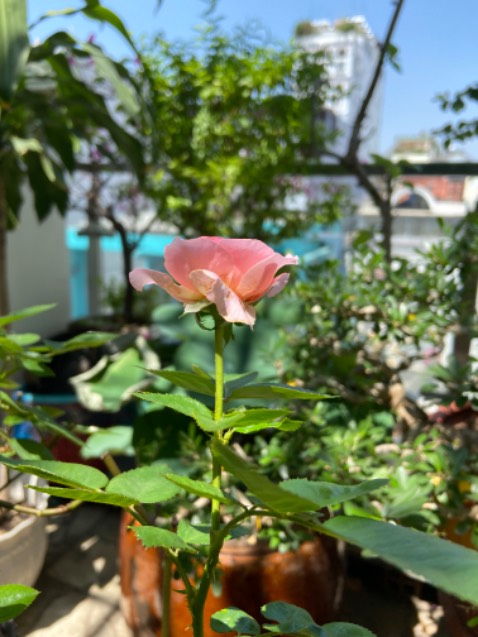 Bao bì đẹp rõ nguồn gốc nói chung hàng chuẩn TIKI đóng gói rất đẹp giao hàng nhanh sẽ ủng hộ tiếp