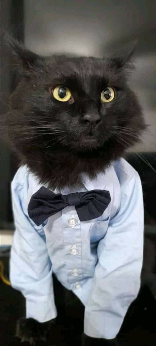 sản phẩm đóng gói cẩn thận, chưa dùng nên chưa biết hiệu quả thế nào , nhưng bé mèo nhà mình rất thích