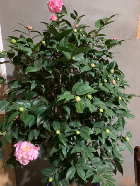 645k. Tạm ổn. Lần đầu-Sạc đầy dùng đc khoảng 2h. Còn khoảng 30% là sụt nhanh lắm phải cắm sạc vô luôn. Mình dùng khoảng 1tg nữa sẽ đánh giá lại cho mn biết.