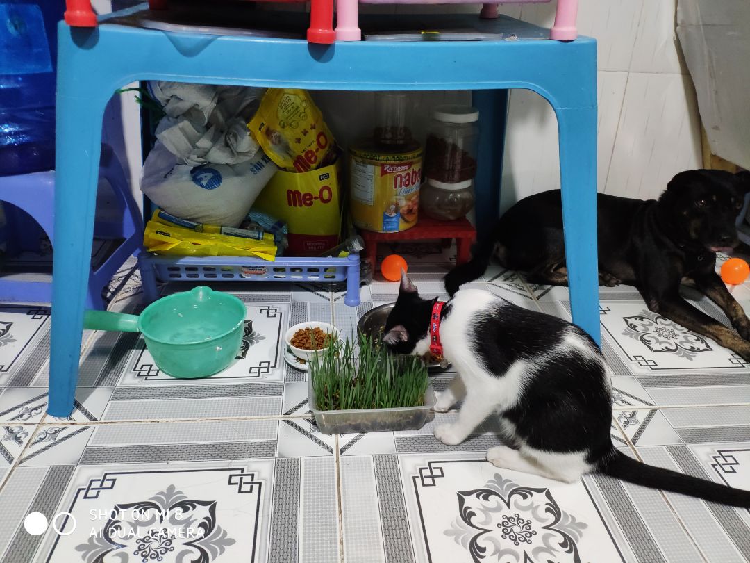 Hi, em miu nhà mình khoái lắm lun, em cún thì có ngắt vài miếng ùi thui.
Bịch hạt giống gieo lên rất năng suất lun, Thanks Shop and Tiki!