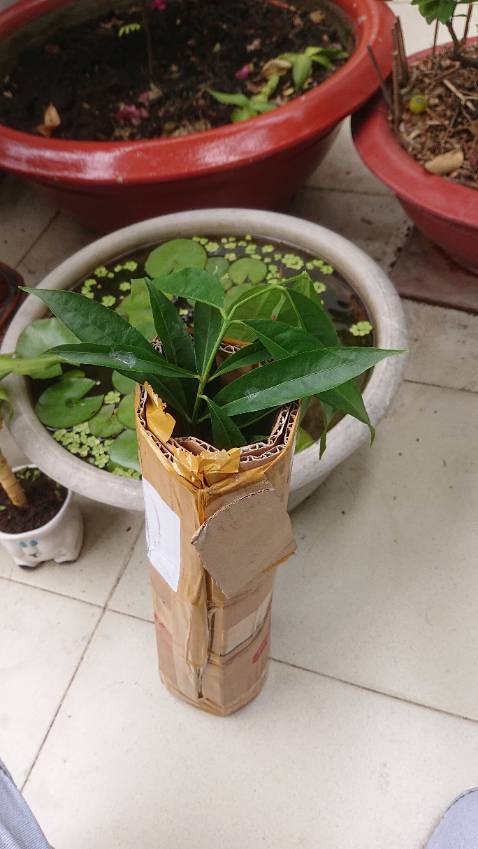 Nice!!! Cây rất khỏe và xanh tốt :3