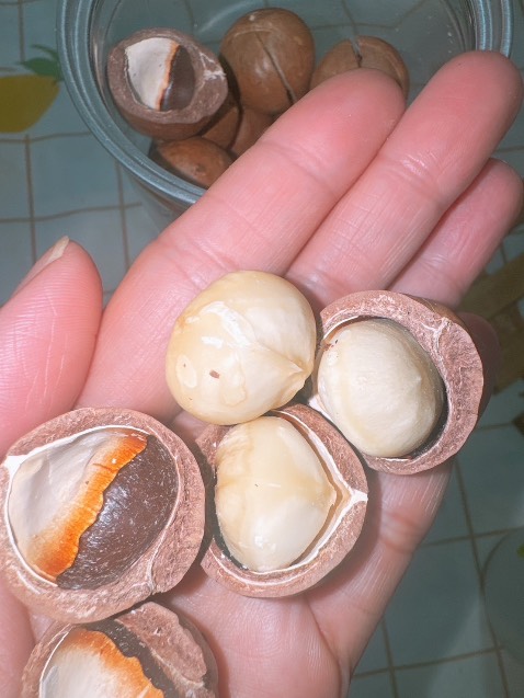 Mình đã mua thường xuyên SP hạt Pam’s chắc cũng 2 năm qua , macca ngon dễ khui vỏ và mấy loại hạt khác cũng ngon chất lượng , có vấn đề hàng hóa mấy bạn Bv xử lý cũng OK.