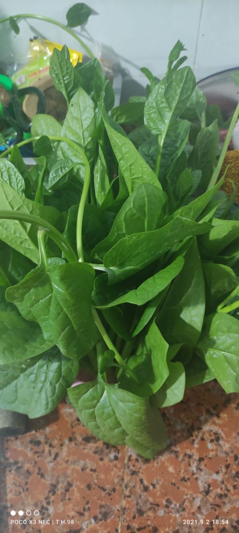 hạt lên mầm khá oke. lá ban đầu to, nấu canh thịt bằm bồ ngót, mướp và mồng tơi thì ối giồi ôi luôn.
cắt ăn đợt đầu xong thì các mắc lá nảy chồi và..  vàng úa, ko phát triển nữa. chắc do thiếu phân.
đánh giá chung: khá tốt
