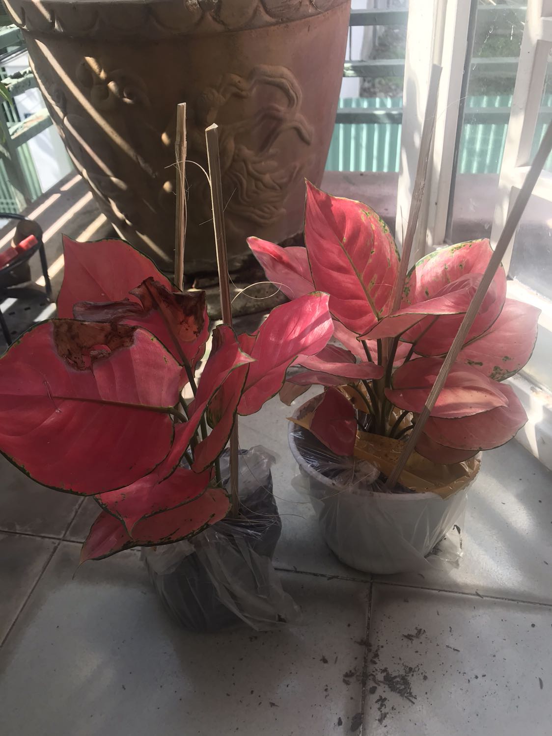 Mua lần thứ nhất giá 69k mà cây rất tốt- Đặt mua tiếp lần hai muốn lácmauf đỏ hơn nên chọn loại 89k mà khi giao cây có 6 lá thì thúi hư hết 3 lá - Đề nghị shop coi đổi hay giảm giá hoàn tiền