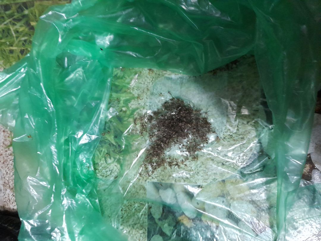 đèn bắt muỗi rất tốt 1 đêm mà đã đc 1 đĩa muỗi chiên rồi 😁 nhưng nhà mình quá nhiều muỗi chắc phải mua thêm cái nữa . và đèn nhiều màu tím hơn chắc thu hút đc nhiều muỗi hơn màu tím đèn vẫn hơi nhạt