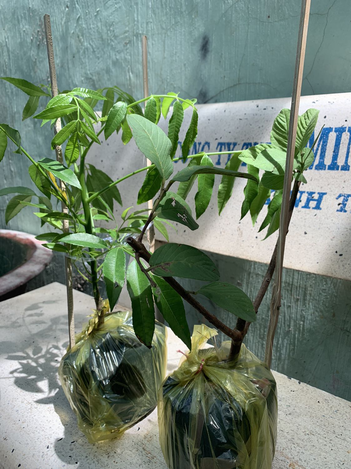 Cây nhỏ. Tiền nào của nấy. Hi vọng trồng sẽ lên